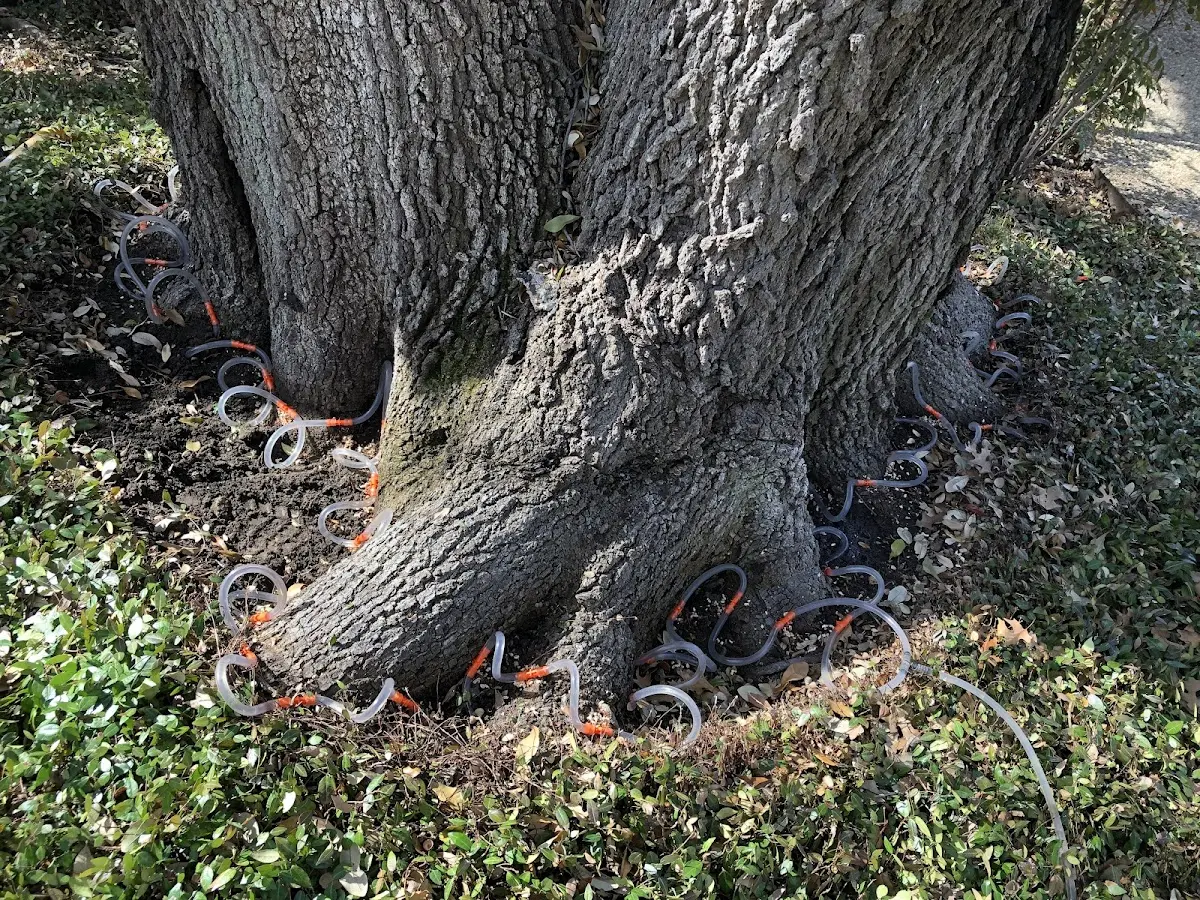 Detailed Tree Cabling and Bracing job site in Waucoma