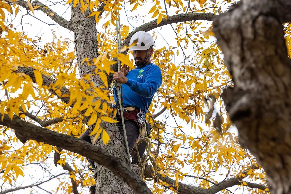 Skilled Tree Trimming crew working in Waucoma